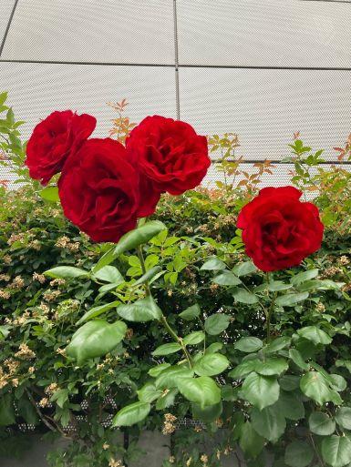 20220512 roses.jpg