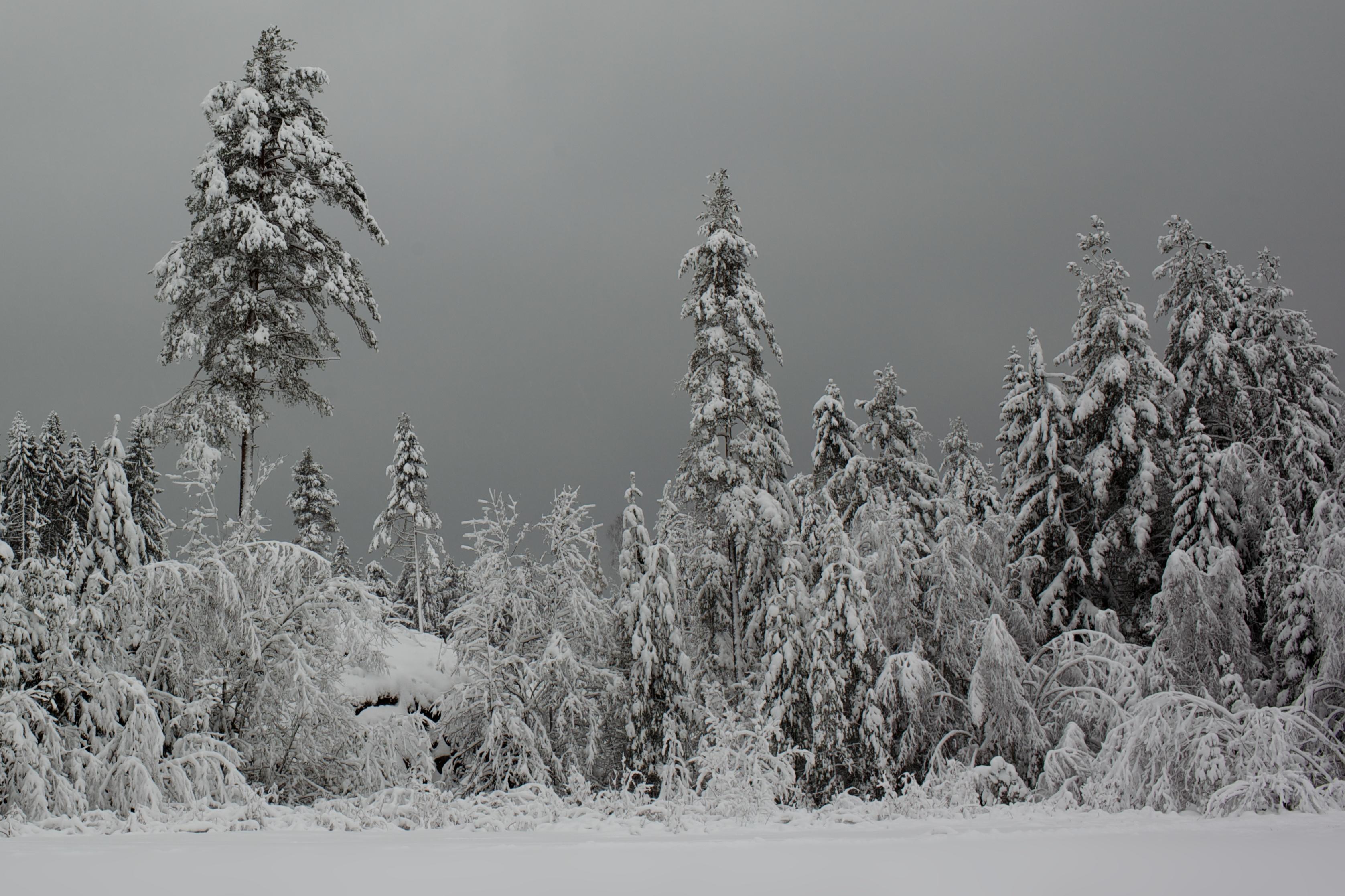 Winter_forest_silver.jpg