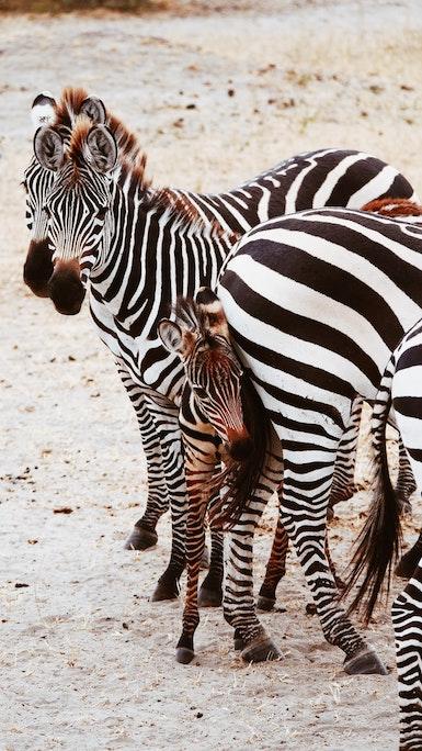 herd of zebras alpha.jpeg