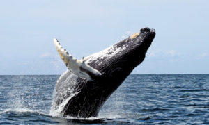 humpback-300x180.jpeg